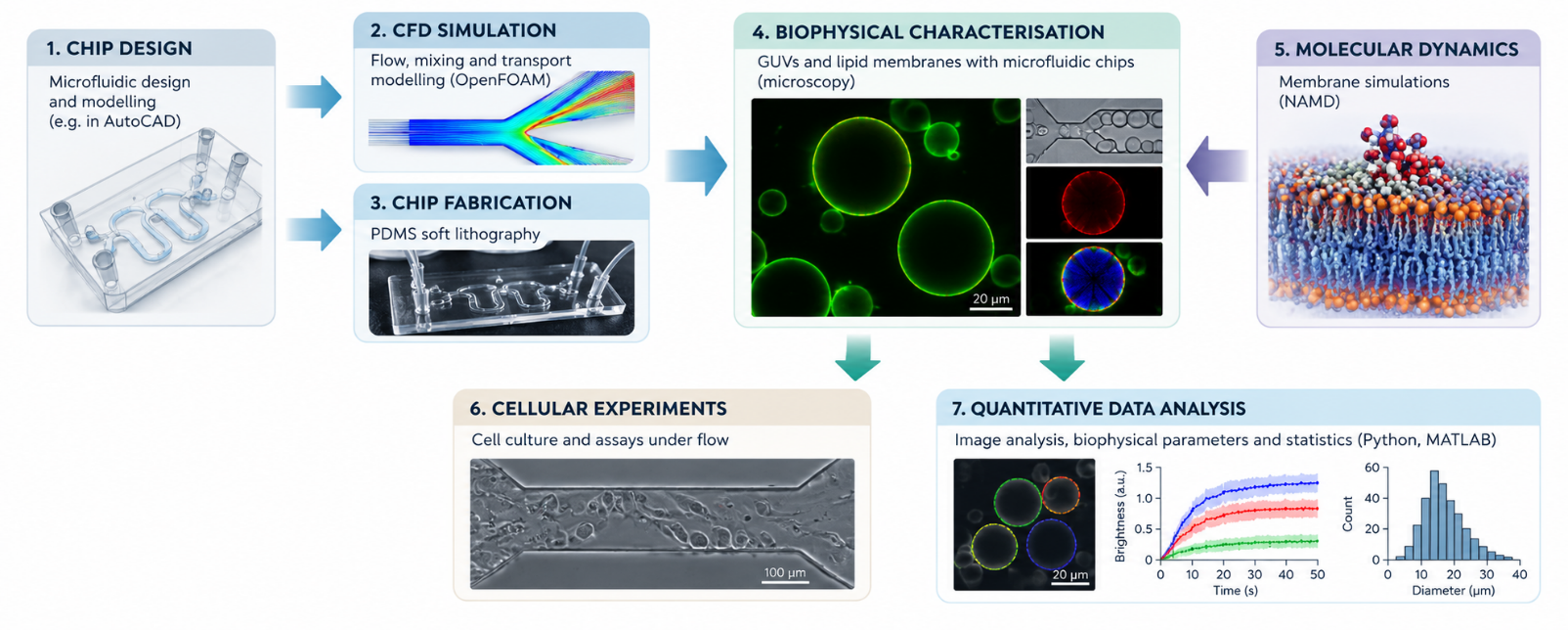 Integrated workflow: chip design, CFD, fabrication, membrane characterisation, molecular dynamics, cell experiments and data analysis